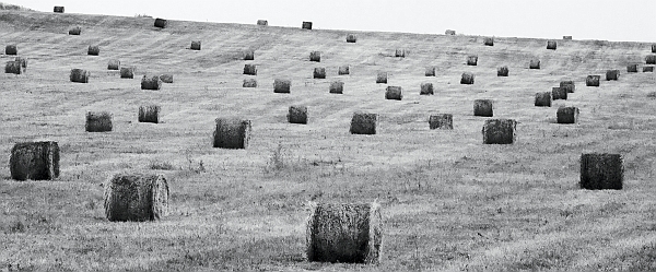 Tramatza (Oristano) - (40D_7088_1 infrared).jpg